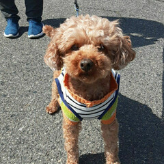 休日/3月26日朝/👀📷✨ 空くん、5才だワン🐾
スマホを向けると…