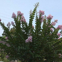 季節の花/👀📷✨/近所/花/空 サルスベリでしょうか。

高い所は、撮り…(3枚目)