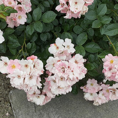 バラ、ばら、薔薇/昨日/👀📷️✨/介護施設のお庭で おはようございます☀️🙋‍♀️
5月21…(6枚目)