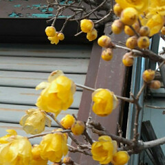 「休日の買い物帰り、塀の上に黄色い
花が見…」(1枚目)