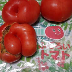ふぞろいトマト/昨日買いました 　とっても、ふぞろいなトマト達❗

一袋…(2枚目)