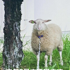 「この羊が居るのは何処でしょうか⁉️
牧場…」(3枚目)