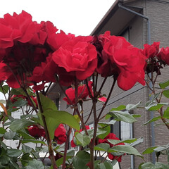 赤い薔薇/先日/介護施設の薔薇 おはようございます☀️🙋‍♀️
5月25…(5枚目)