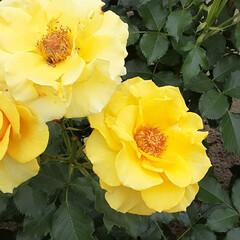 バラ、ばら、薔薇/昨日/👀📷️✨/介護施設のお庭で おはようございます☀️🙋‍♀️
5月21…(3枚目)