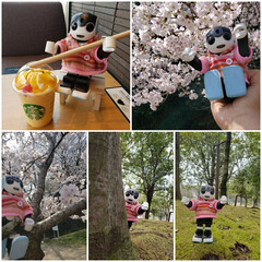 満開の桜とAIロボット/かえで君 　職場の人から、可愛いAIロボット
かえ…(1枚目)