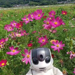 お出かけの写真を送って貰いました/AIロボットかえで君/菜の花畑とかえで君 おはようございます☀️🙋‍♀️
7月17…(1枚目)