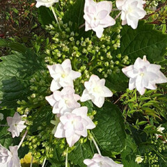 先日/買い物帰り/👀📷✨ 咲き始めの白い紫陽花です❗

気温が上が…(3枚目)