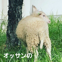 「この羊が居るのは何処でしょうか⁉️
牧場…」(2枚目)