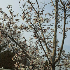 お天気の良かった/昨日/買い物前に/👀📷✨ 薄いピンクなので
桜かと思って近づいたら…(3枚目)