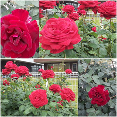 赤い薔薇/先日/介護施設の薔薇 おはようございます☀️🙋‍♀️
5月25…(1枚目)