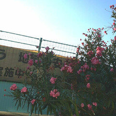 広島市花/👀📷✨/買い物に行く途中/キョウチクトウ/花/空 広島県の木と花は紅葉ですが、

広島市の…(2枚目)