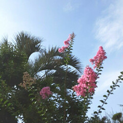 季節の花/👀📷✨/近所/花/空 サルスベリでしょうか。

高い所は、撮り…(2枚目)