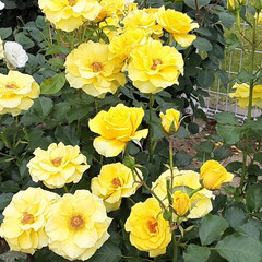 バラ、ばら、薔薇/昨日/👀📷️✨/介護施設のお庭で おはようございます☀️🙋‍♀️
5月21…(5枚目)