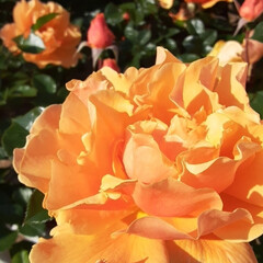 👀📷️✨は先日/午後から快晴になりました/ばら祭りのメインは今日と明日/オレンジ色が鮮やかな薔薇/ベイシルド・ボンド/ばら公園の薔薇 　🌹第５４回福山ばら祭り🌹
　　　　　５…(1枚目)
