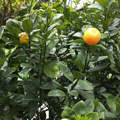 先日/買い物に行く途中/👀📷✨ 今から成る柑橘類は、

はっさくか、夏み…(2枚目)
