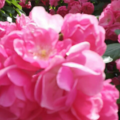 昨日/買い物帰り/👀📷✨ 家の周りに濃いピンクのミニ薔薇が

溢れ…(4枚目)