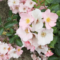 バラ、ばら、薔薇/昨日/👀📷️✨/介護施設のお庭で おはようございます☀️🙋‍♀️
5月21…(2枚目)