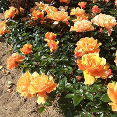 👀📷️✨は先日/午後から快晴になりました/ばら祭りのメインは今日と明日/オレンジ色が鮮やかな薔薇/ベイシルド・ボンド/ばら公園の薔薇 　🌹第５４回福山ばら祭り🌹
　　　　　５…(2枚目)