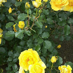 先日/買い物に行く途中/👀📷✨ どうしても、目の行く

好きな黄色い薔薇…(3枚目)
