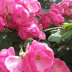 昨日/買い物帰り/👀📷✨ 家の周りに濃いピンクのミニ薔薇が

溢れ…(1枚目)