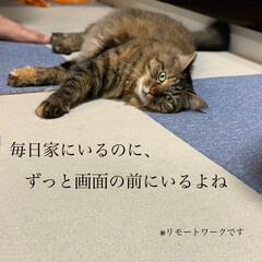 保護猫/ペット/猫 久々の投稿。ずっとお天気悪い。(2枚目)