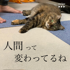 保護猫/ペット/猫 久々の投稿。ずっとお天気悪い。(1枚目)