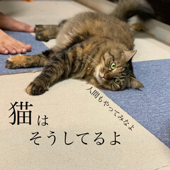 保護猫/ペット/猫 久々の投稿。ずっとお天気悪い。(4枚目)