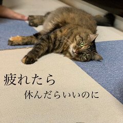 保護猫/ペット/猫 久々の投稿。ずっとお天気悪い。(3枚目)