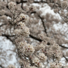 「昨日は雨が降る前に今年初の桜を見に行って…」(4枚目)
