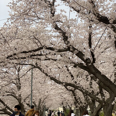 「昨日は雨が降る前に今年初の桜を見に行って…」(1枚目)
