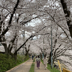 「昨日は雨が降る前に今年初の桜を見に行って…」(3枚目)