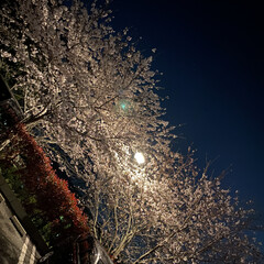 「今晩は夜桜🌸
お月様も綺麗でした🌝」(2枚目)