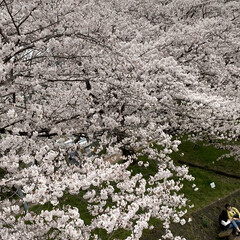 「昨日は雨が降る前に今年初の桜を見に行って…」(2枚目)