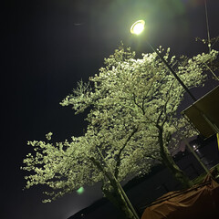 「今晩は夜桜🌸
お月様も綺麗でした🌝」(1枚目)