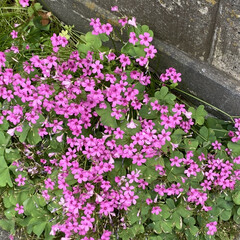 可愛い花達/ピンク色の紫陽花/散歩 この紫陽花は散歩中に見つけました❤️

…(3枚目)