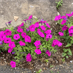 可愛い花達/ピンク色の紫陽花/散歩 この紫陽花は散歩中に見つけました❤️

…(4枚目)
