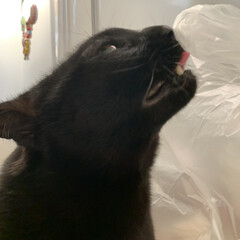 猫のいる暮らし/猫3匹/保護猫/黒猫 ビニール袋が好きなマウくん。
ゴミ袋をカ…(1枚目)