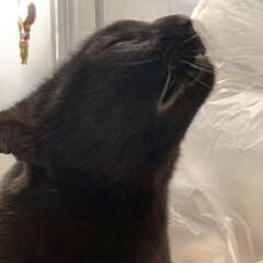 猫のいる暮らし/猫3匹/保護猫/黒猫 ビニール袋が好きなマウくん。
ゴミ袋をカ…(2枚目)