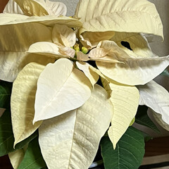 ポインセチア/花/花が好き/花のある暮らし/植物のある暮らし 今年は白いポインセチア💕(1枚目)