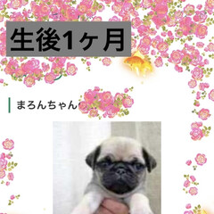 パグさん/お家時間/犬/癒し/お誕生日 生後1ヶ月で我が家に来たまろんさん😊
あ…