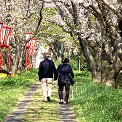 「大好きな桜土手の散歩の途中、すれ違った老…」(1枚目)