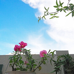 ガーデニング初心者/ガーデニング/空/ペチュニア/庭/花のある生活/... 昨日少しだけ青空が見えたときのpicです…(1枚目)