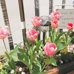楽しみ/玄関アプローチ/花壇/DIY花壇/チューリップ/花のある生活/... 楽しみにしていたチューリップが咲きました…(1枚目)