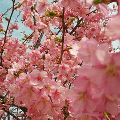 春の花/桜/おでかけ 春ですね〰️🌸(1枚目)