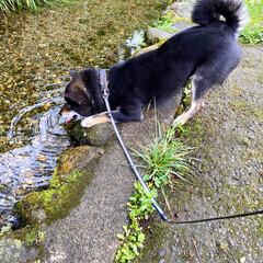 お散歩/柴犬/犬/暮らし お散歩…🐶
この川で水を飲むのが好きなん…(1枚目)