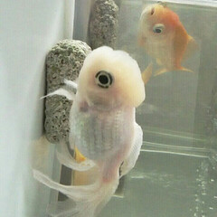金魚/ペット 名前は、ひらひらﾁｬﾝ💕金魚すくいの子1…(1枚目)
