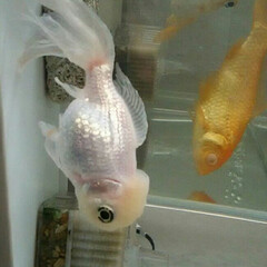 金魚/ペット 名前は、ひらひらﾁｬﾝ💕金魚すくいの子1…(2枚目)
