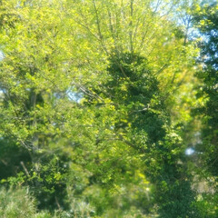 新緑/緑/アセビ/春/森 🟢アセビの葉の色づき🟠と、
🟢新緑の森🍃(6枚目)