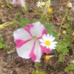 花/ペチュニア 庭の片隅に咲いてたペチュニア
去年の種が…(1枚目)
