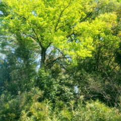 新緑/緑/アセビ/春/森 🟢アセビの葉の色づき🟠と、
🟢新緑の森🍃(5枚目)
